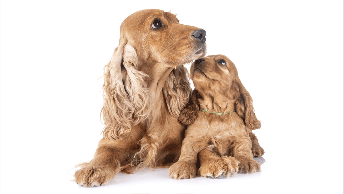 Cocker and Pup (Canine Maternal Behavior)