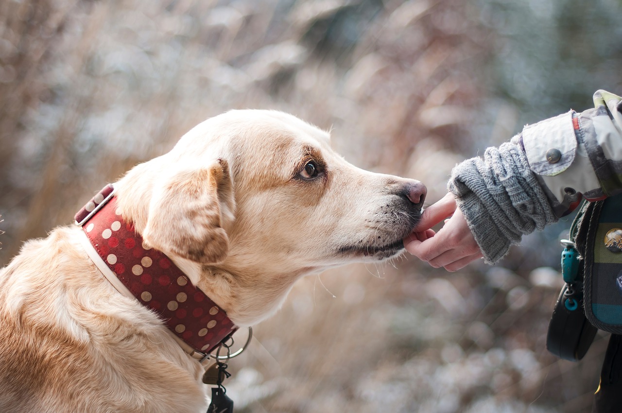 Bonding With Your Dog – Friendship With Your Dog.