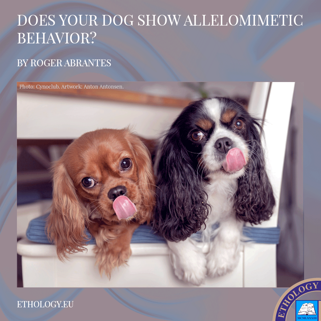 Does Your Dog Show Allelomimetic Behavior?