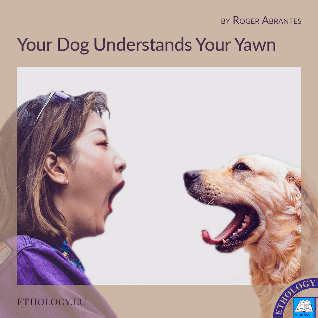 Your Dog Understands Your Yawn