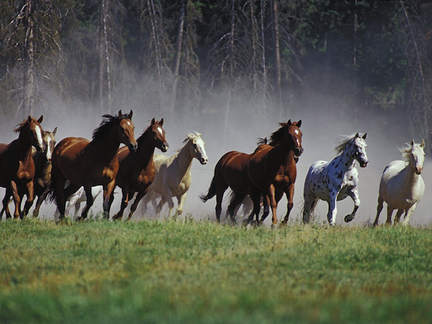 HorsesRunningInTheWild