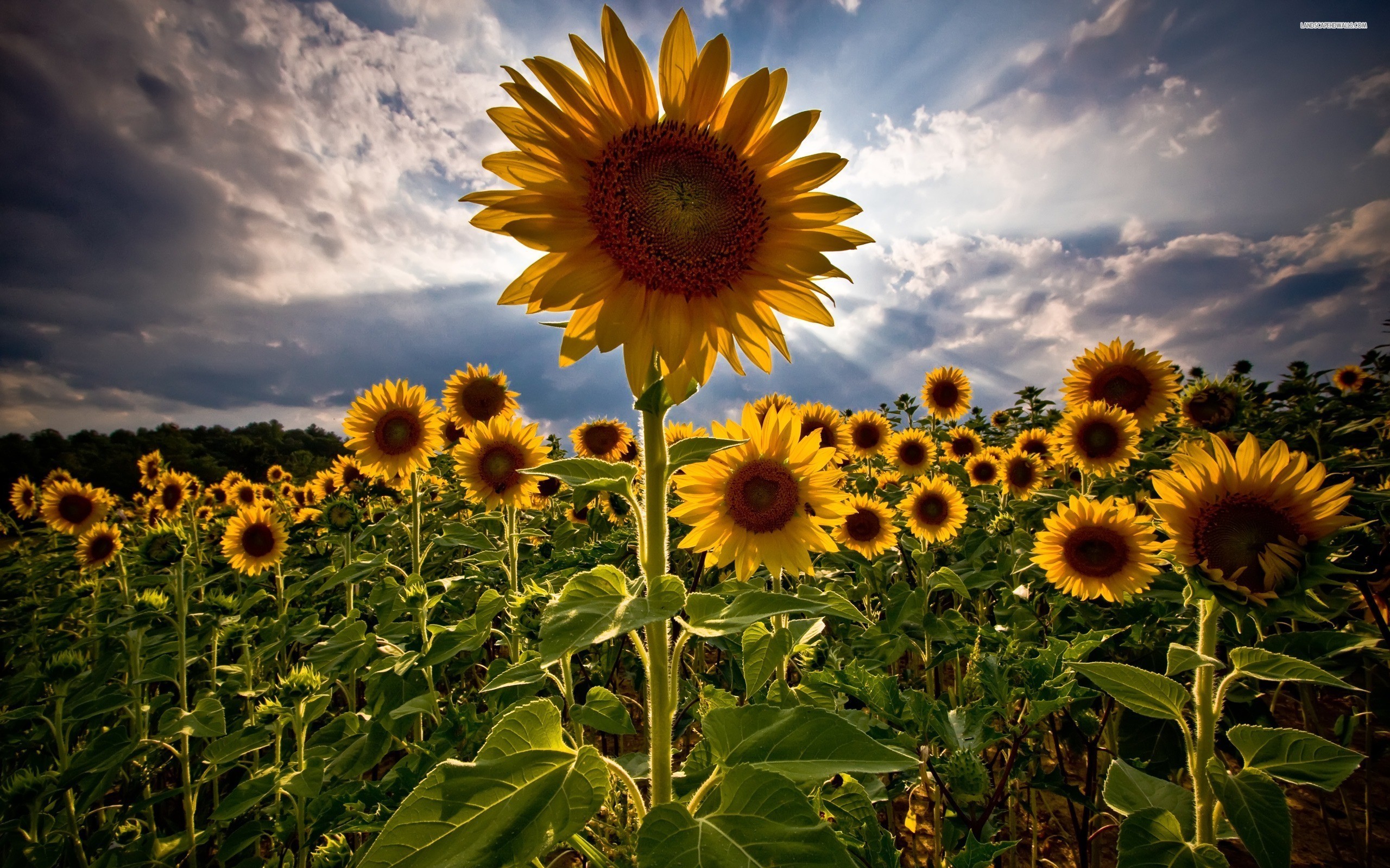 sunflower-field-515-2560x1600