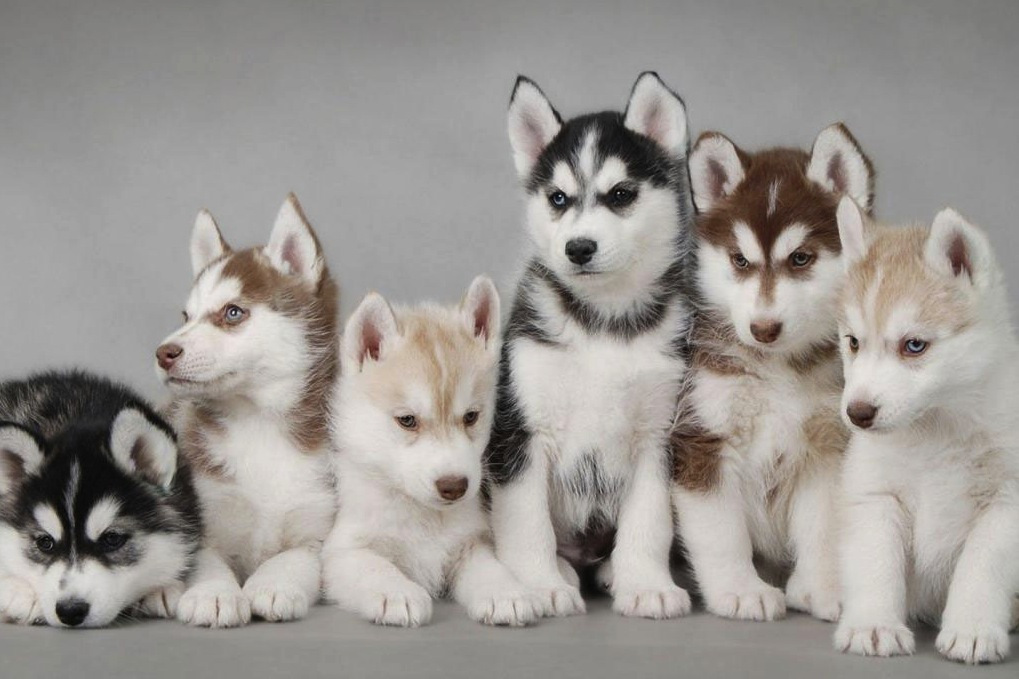 siberian_husky_puppies_31