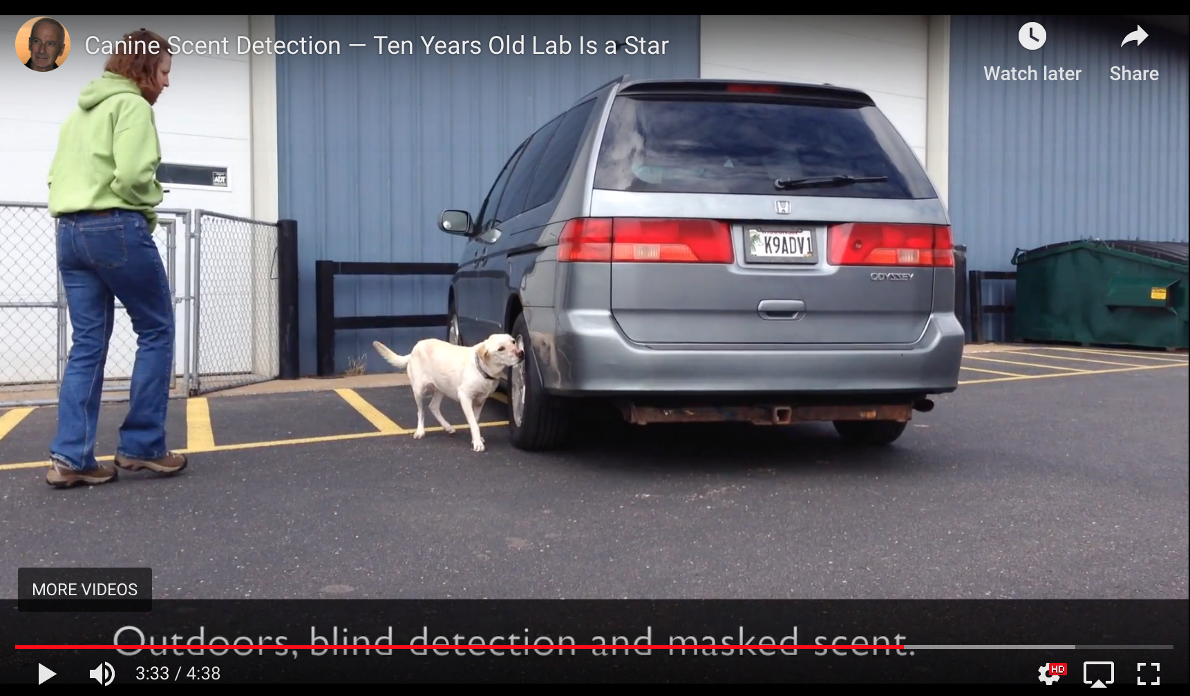 Canine Scent Detection Ten Years Old Lab