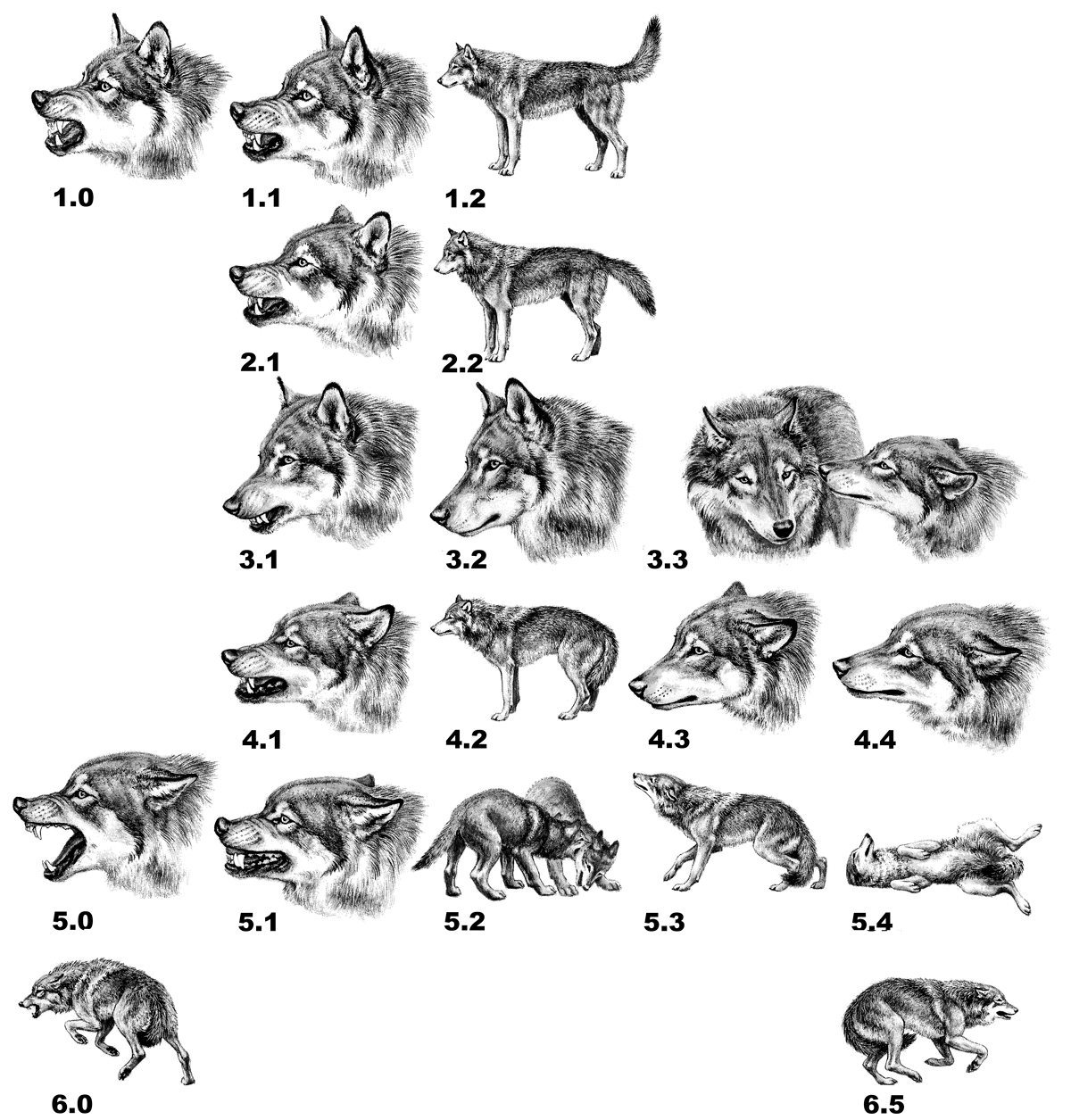 DogLanguageABC1