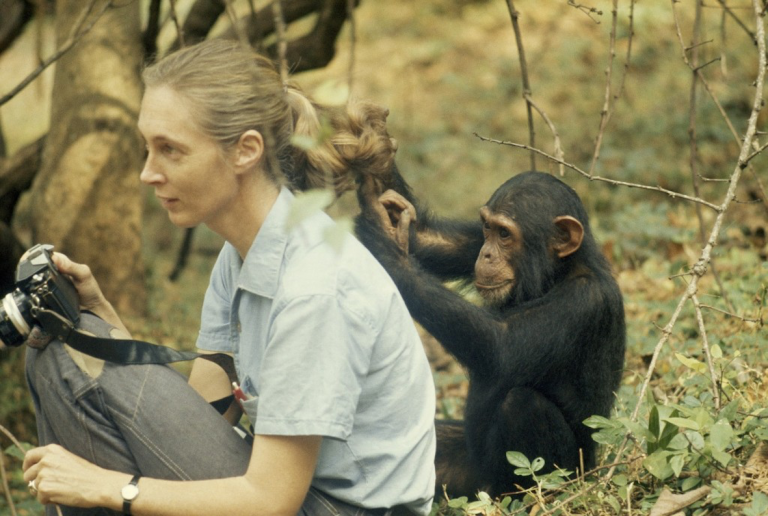 JaneGoodallAndChimp1-768x516