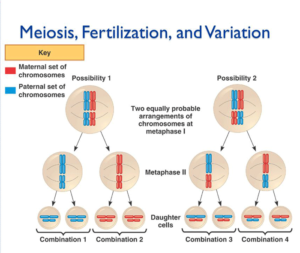 MeiosisFertilizationVariation