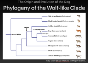 Phylogeny Wolf Clade