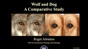 Wolf Dog Comparative