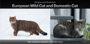 European WildCat And Domestic Cat