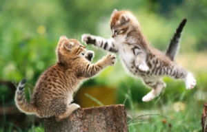 Kittens Play Fight