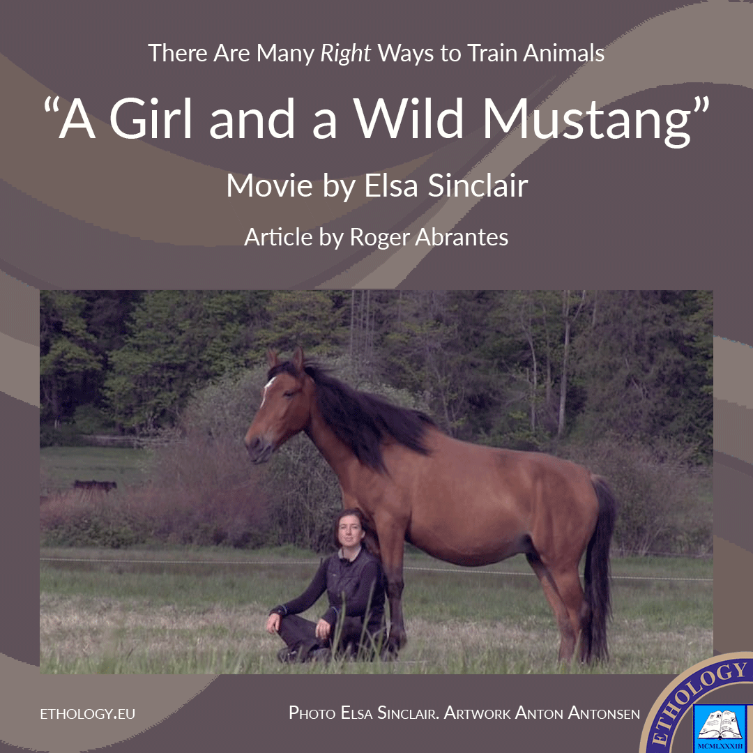 A-Girl-And-A-Wild-Mustang