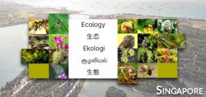 Singapore Ecology