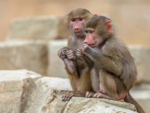 two-juvenile-hamadryas-baboons-sitting