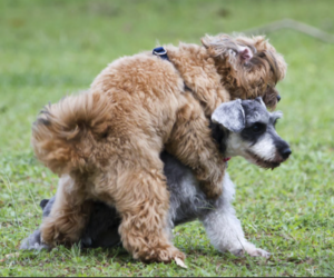 Canine Mounting Behavior